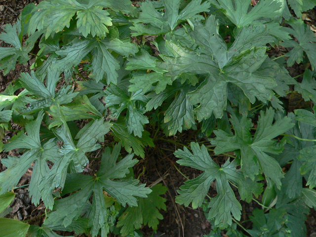 Geranium maculatum (Spotted geranium) #33327
