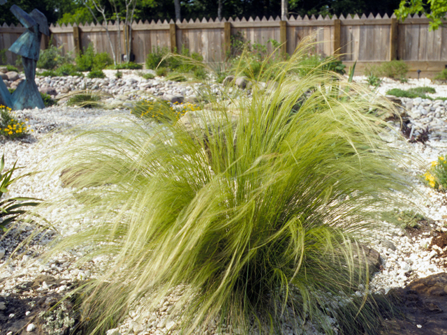 Nassella tenuissima (Mexican feathergrass) #23375