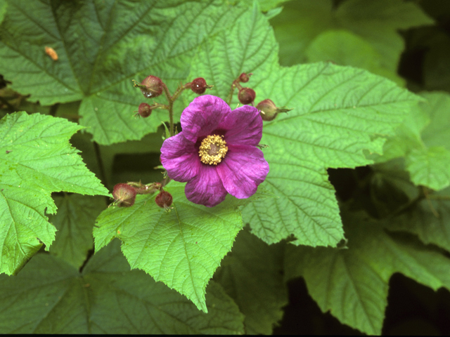 Rubus odoratus (Purple-flowering raspberry) #24325