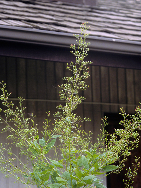 Scrophularia marilandica (Carpenter's square) #24541