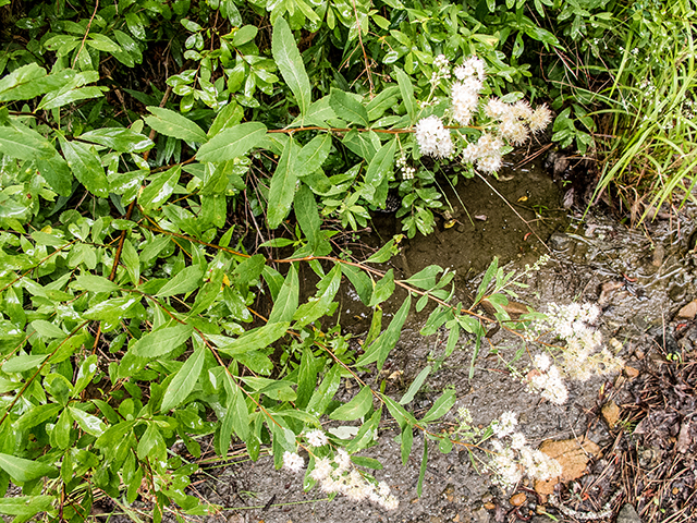 Spiraea alba (White meadowsweet) #67161