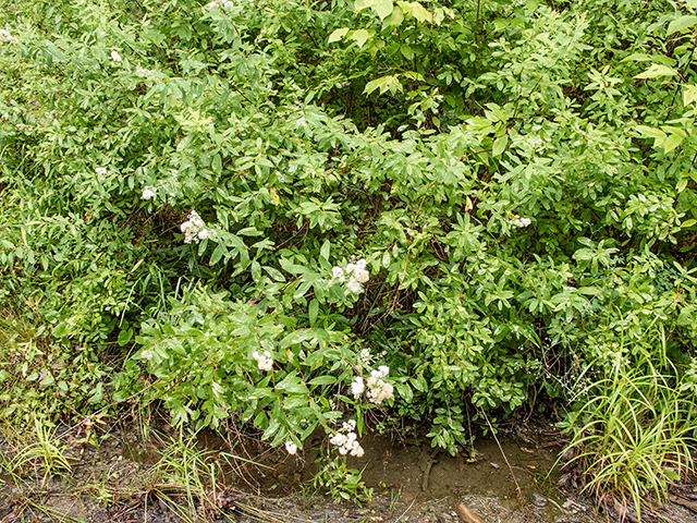 Spiraea alba (White meadowsweet) #67162