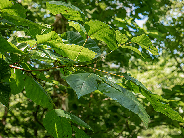 Toxicodendron radicans (Eastern poison ivy) #83730