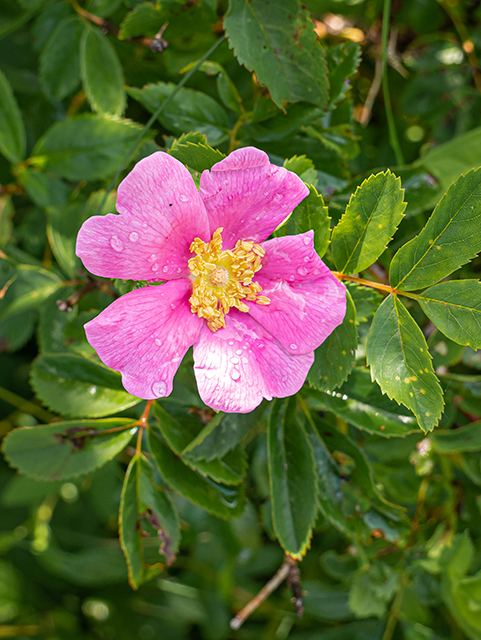 Rosa virginiana (Virginia rose) #84136