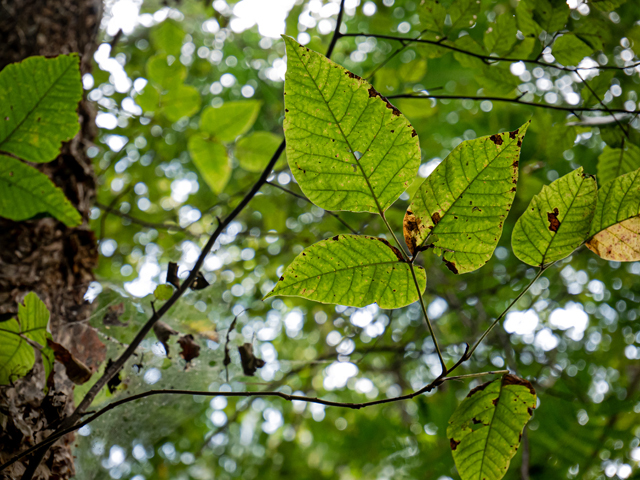 Betula nigra (River birch) #84980