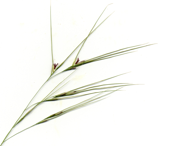 Nassella leucotricha (Texas wintergrass) #28165