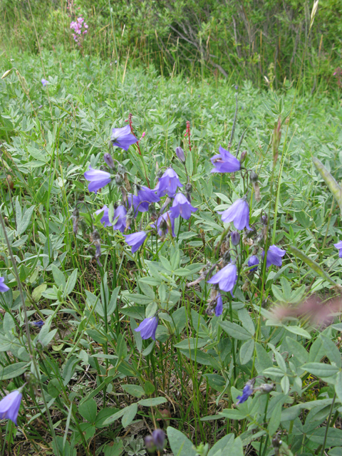 Campanula rotundifolia (Bluebell bellflower) #77141