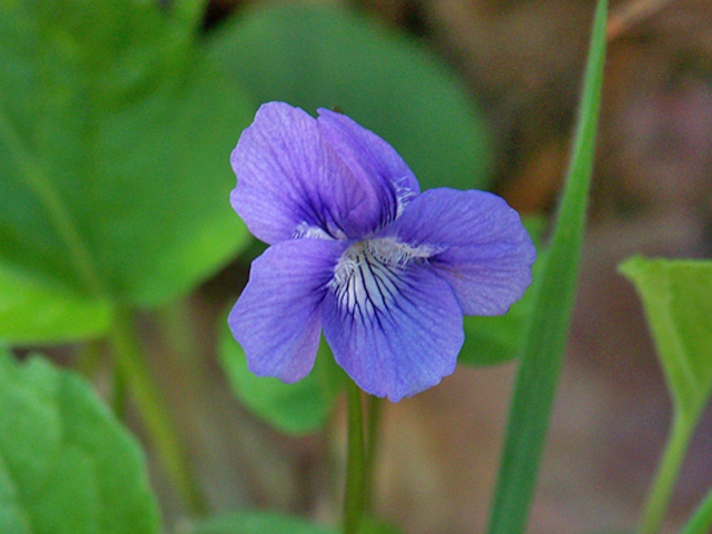 Viola adunca (Hooked-spur violet) #34410
