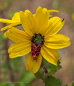 Schinia volupia Moth on Greeneyes Flower Head