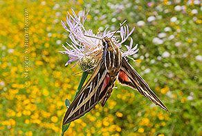 Hyles lineata hummingbird moth on American basket-flower