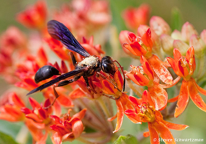 Wasp on Butterfly Weed