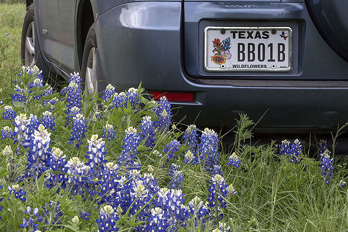 The Texas Wildflowers license plate