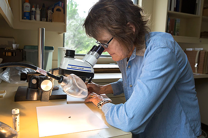 Collene Sweeney working on a botanical illustration