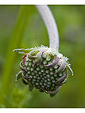 Pincushion Daisy  Native American Seed