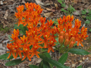 Asclepias tuberosa (Butterflyweed) | Native Plants of North America