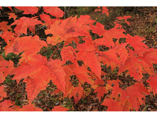 Acer rubrum - Red Canadian Maple