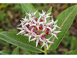 Asclepias Speciosa Showy Milkweed Native Plants Of North America