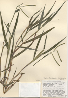broadleaf signalgrass