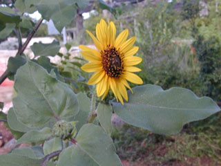 Helianthus annuus (Common sunflower)