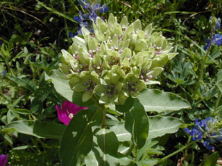 Asclepias Viridis Green Milkweed Native Plants Of North America