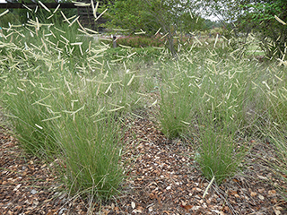 Plants That Survive and Thrive on the OBX – Blue Grama Grass
