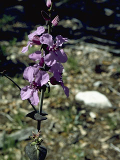 Streptanthus bracteatus (Bracted twistflower)