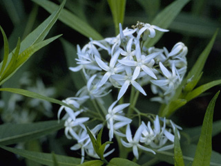 bluestar flower