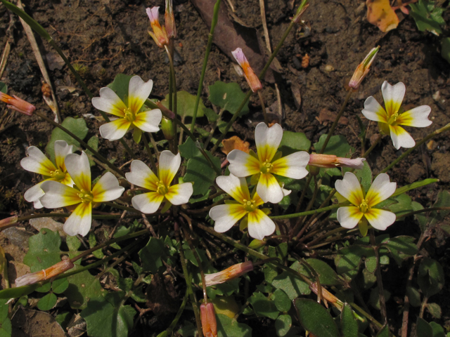 Leavenworthia exigua var. exigua (Tennessee gladecress) #43396