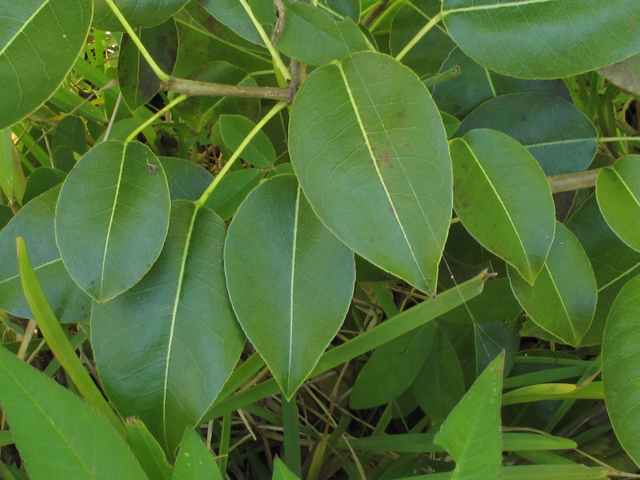 Hippomane mancinella (Manchineel) #45482