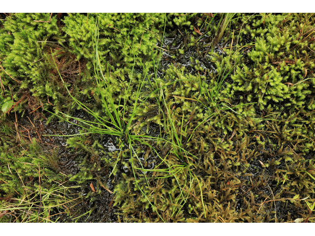 Isoetes graniticola (Flat rock quillwort) #50276