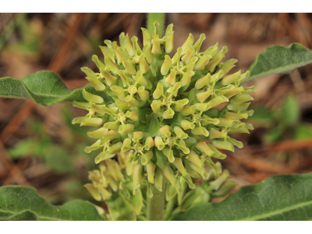 Asclepias obovata (Pineland milkweed) #50306