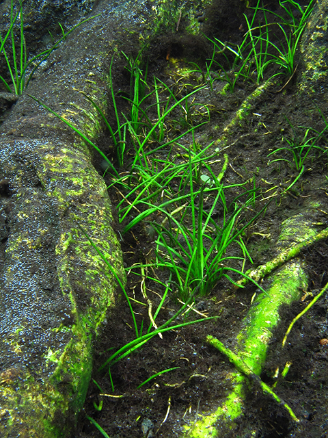 Isoetes flaccida (Southern quillwort) #64404