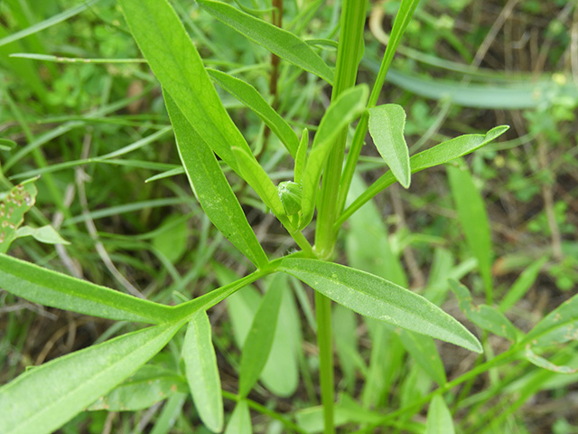 Coreopsis grandiflora var. longipes (Largeflower tickseed) #89487