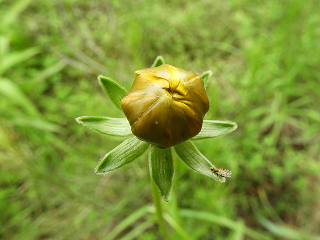 Coreopsis grandiflora var. longipes (Largeflower tickseed) #89490