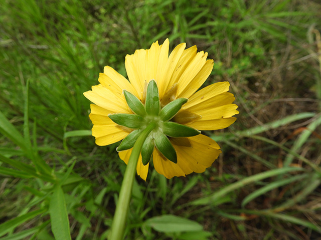 Coreopsis grandiflora var. longipes (Largeflower tickseed) #89494