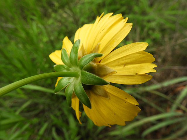 Coreopsis grandiflora var. longipes (Largeflower tickseed) #89495