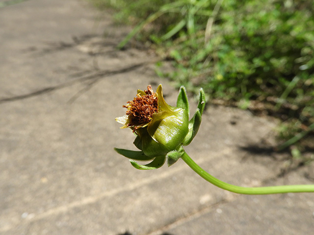 Coreopsis grandiflora var. longipes (Largeflower tickseed) #89500
