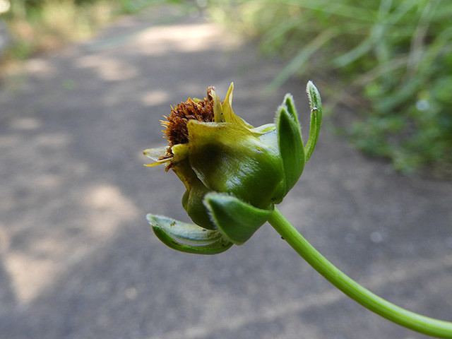 Coreopsis grandiflora var. longipes (Largeflower tickseed) #89501