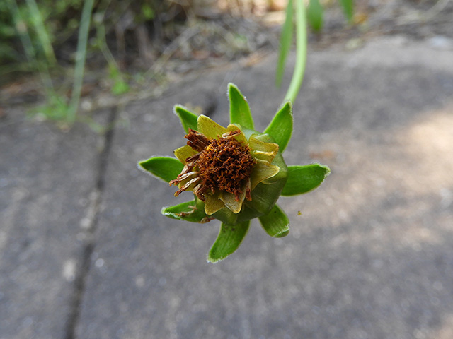 Coreopsis grandiflora var. longipes (Largeflower tickseed) #89502