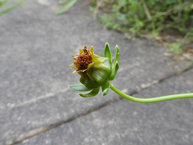 Coreopsis grandiflora var. longipes (Largeflower tickseed) #89503