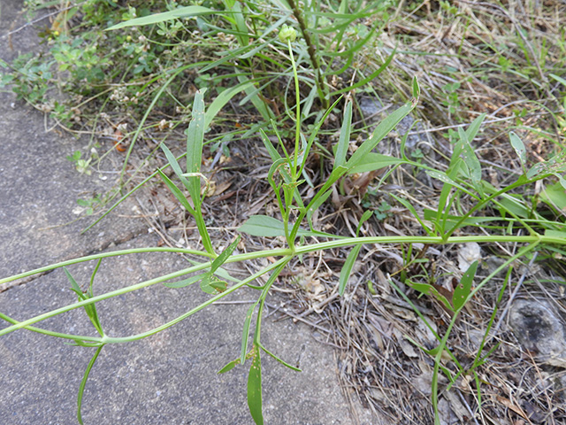 Coreopsis grandiflora var. longipes (Largeflower tickseed) #89507