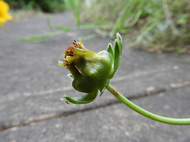 Coreopsis grandiflora var. longipes (Largeflower tickseed) #89511