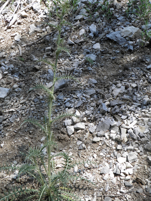 Cirsium clokeyi (Whitespine thistle) #77421