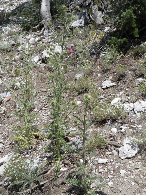 Cirsium clokeyi (Whitespine thistle) #77423
