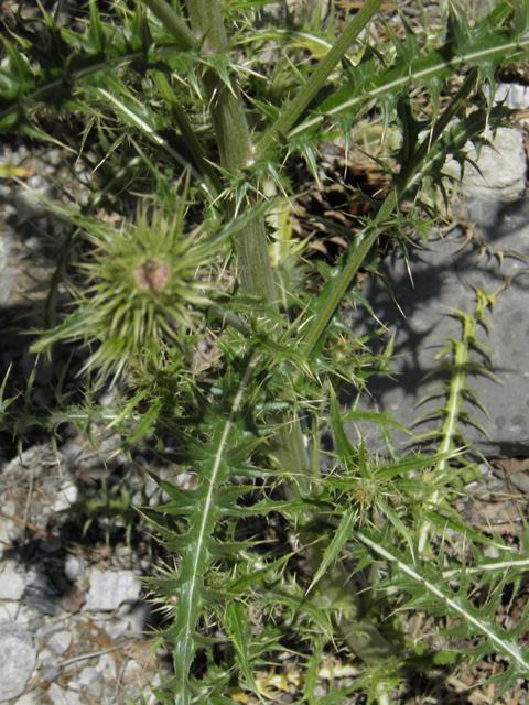 Cirsium clokeyi (Whitespine thistle) #77430