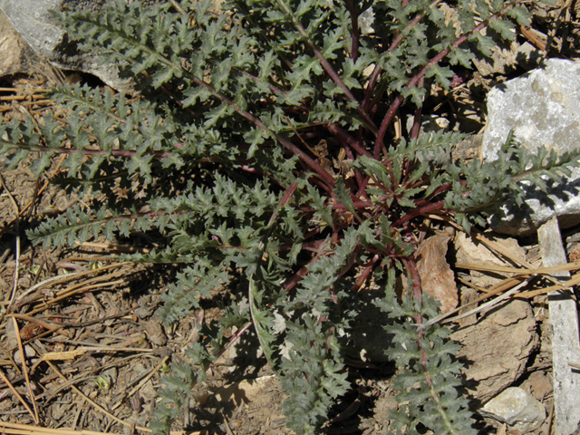 Pedicularis semibarbata var. charlestonensis (Charleston lousewort) #77670