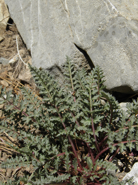 Pedicularis semibarbata var. charlestonensis (Charleston lousewort) #77671
