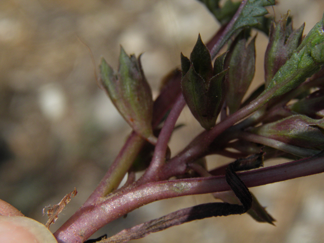 Pedicularis semibarbata var. charlestonensis (Charleston lousewort) #77678