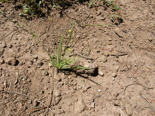 Sisyrinchium longipes (Timberland blue-eyed grass) #79106