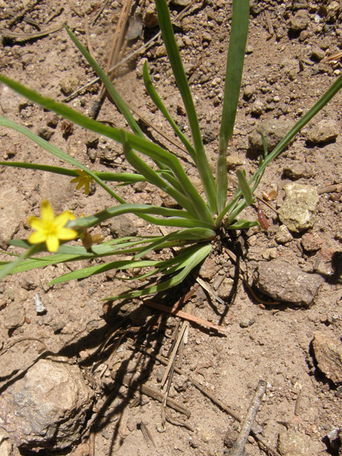 Sisyrinchium longipes (Timberland blue-eyed grass) #79108